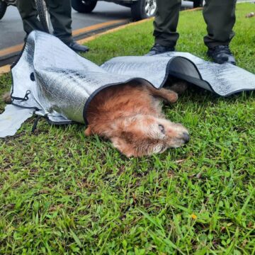 POLICÍA AMBIENTAL, RESCATA PERRO EN CONDICIONES CRÍTICAS DE SALUD