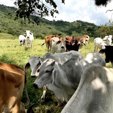 GANADEROS PREOCUPADOS, TEMEN CRISIS ECONÓMICA POR CIERRE DE LA VÍA PANAMERICANA