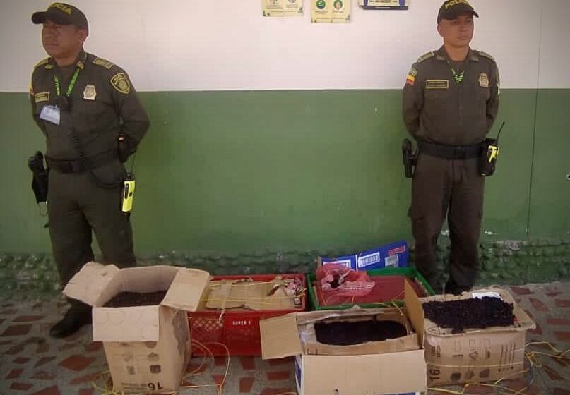 Popayán: Incautaron varios kilogramos de recursos forestales en la terminal