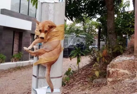 ¡Maltrato animal! Perro fue amarrado a un poste por hacer sus necesidades en el andén